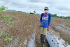 Petani Cabai di Desa Nawangsasi Musi Rawas Gagal Panen, Ini Penyebabnya 