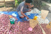 Bawang Merah dan Putih Dijual Murah di Lubuk Linggau Timur