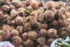 Harga Kelapa di Pasar Inpres Lubuk Linggau Stabil, Pembeli Cenderung Pilih Kelapa Tua