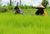  Petani Desa C Nawangsasi, Berharap Dapatkan Hasil Panen yang Bagus 