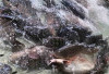 Harga Ikan Nila Stabil Rp35 Ribu/Kg, Ramai Diburu Jelang Akhir Tahun di Pasar Satelit Lubuk Linggau