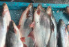 Patin dari Jambi jadi Incaran Pembeli, Pedagang di Lubuk Linggau Berani Banderol Harga Murah