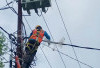 Strategi Preventif PLN Amankan Jaringan Listrik dari Potensi Gangguan Satwa di Bengkulu