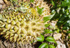 2023 Bukan Sumsel Penghasil Durian Terbanyak di Indonesia, Provinsi Pulau Jawa Juaranya