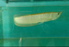Ikan Arwana Silver Masih Menjadi Primadona di Jaya Aquatic Lubuklinggau