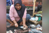 Kolam Air Deras Musi Rawas Belum Panen, Pasokan Ikan Nila Belum Stabil