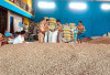 Harga Kopi Naik Lagi Petani di Selangit Bergembira 
