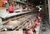 Musim Hujan Hasil Produksi Ayam Petelur di Musi Rawas Berkurang