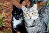 Top 5 Jenis Kucing Kampung Termahal di Dunia, Apakah Kucingmu Termasuk Salah Satunya?