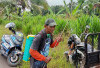 Petani Jagung di Desa Tanah Periuk Lakukan Pembersihan Lahan