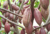 Megang Sakti Sentra Penghasil Kakao di Kabupaten Musi Rawas  