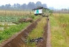 Tanggul Jebol Belum Diperbaki, 417 Hektar Sawah di 3 Desa di Musi Rawas Alami Kekeringan