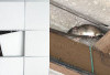 Plafon Rumah Banyak Tikus, Ini Dia 5 Tips Mengusir Tikus Dari Plafon Rumah dengan Mudah