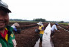 Petani di Musi Rawas Beralih Tanam Bawang Merah, Ini Alasannya 